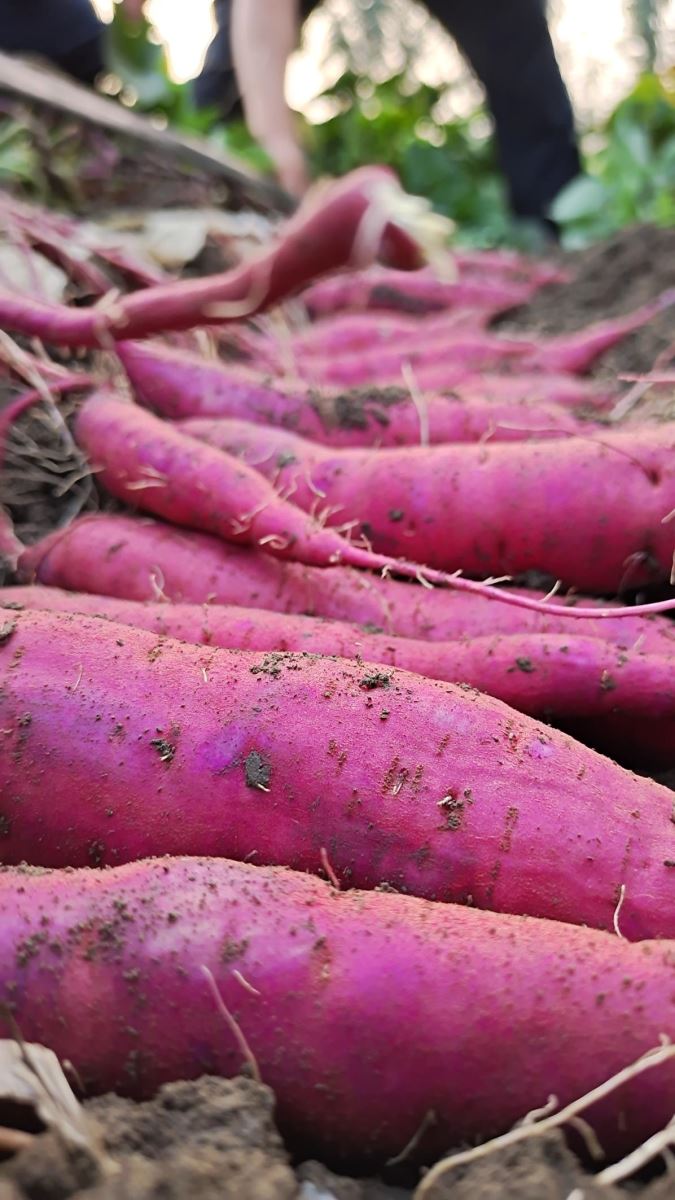 ���g22��(�й���)�������-�����о�ϲ