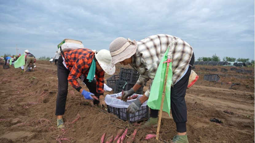 ���g22��(�й���)�������-�����о�ϲ